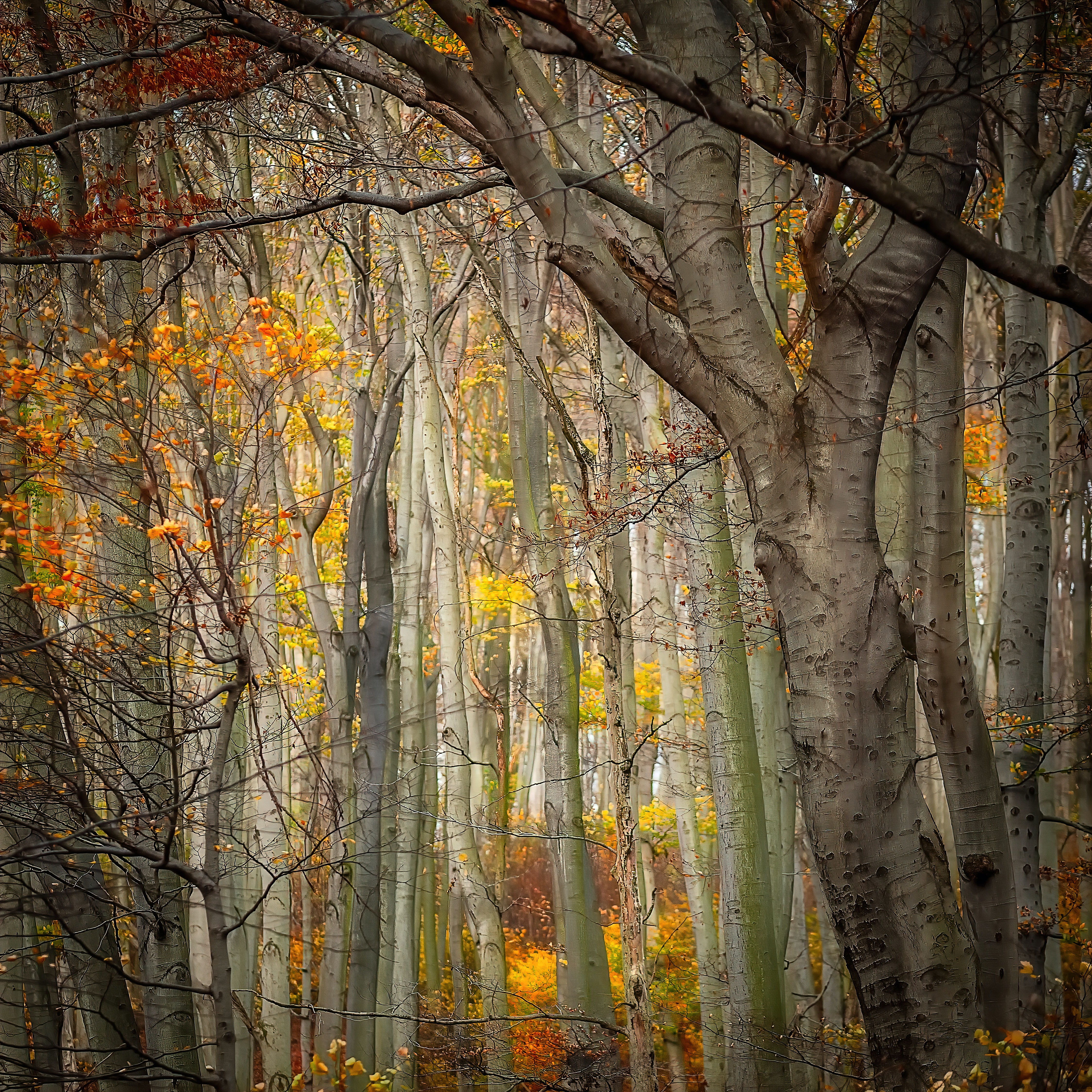 'backgrounds/FallForest.jpg'