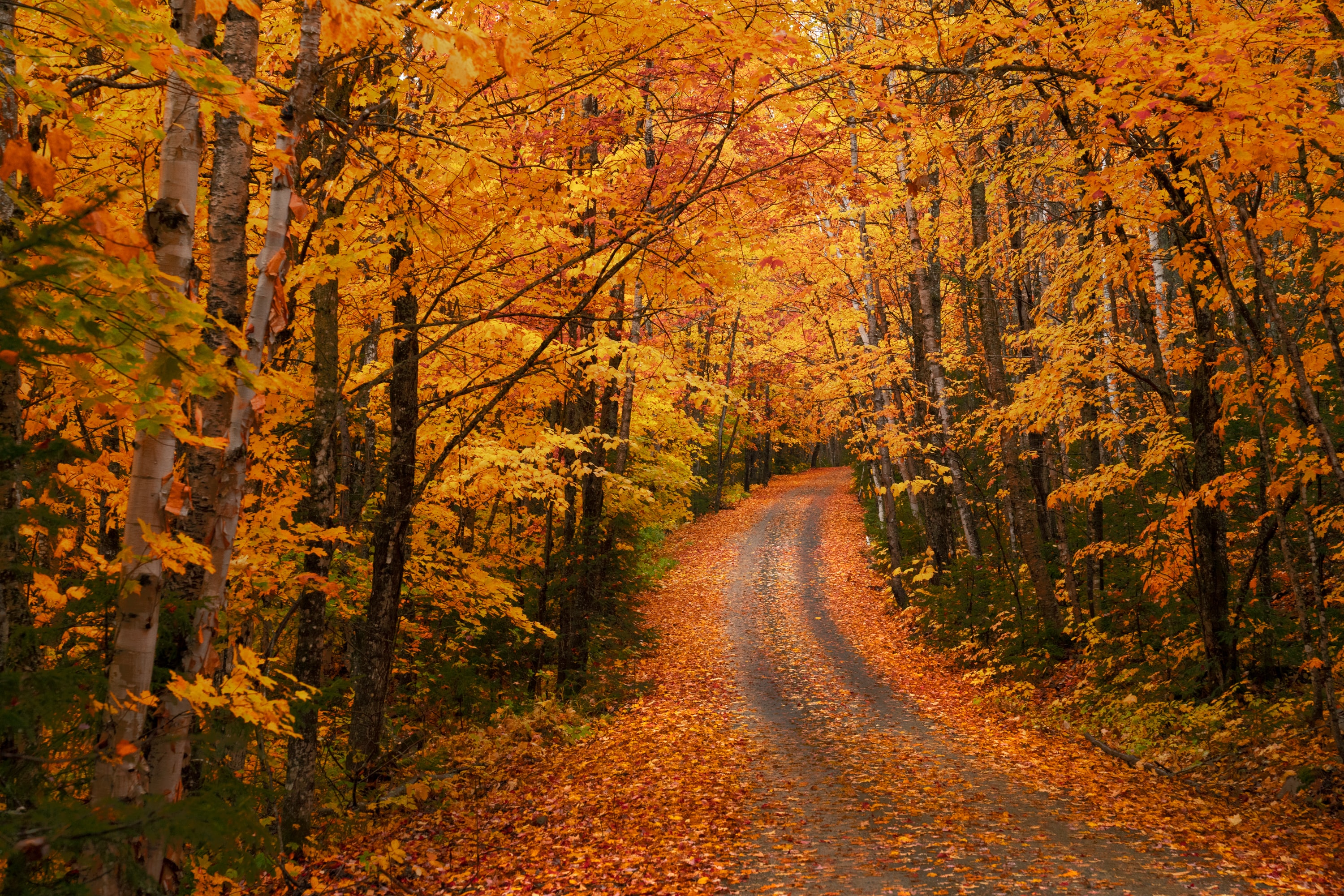 'backgrounds/FallRoad.jpg'