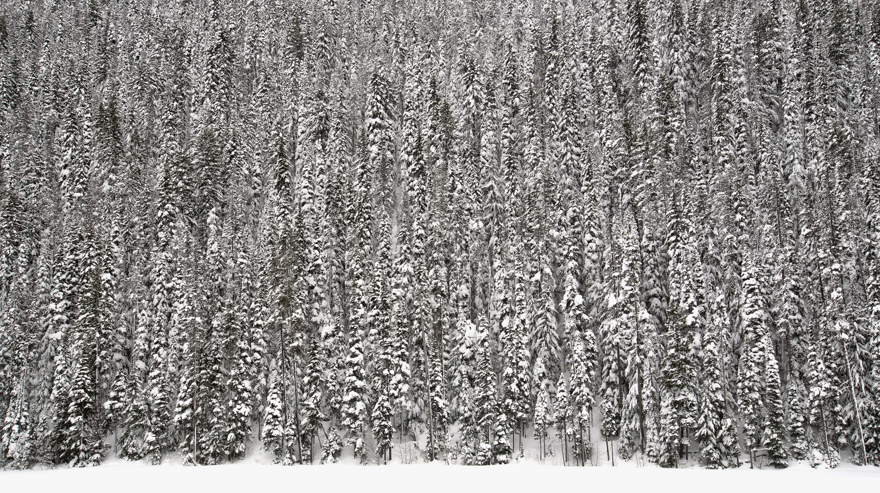 'backgrounds/WinterTrees.jpg'